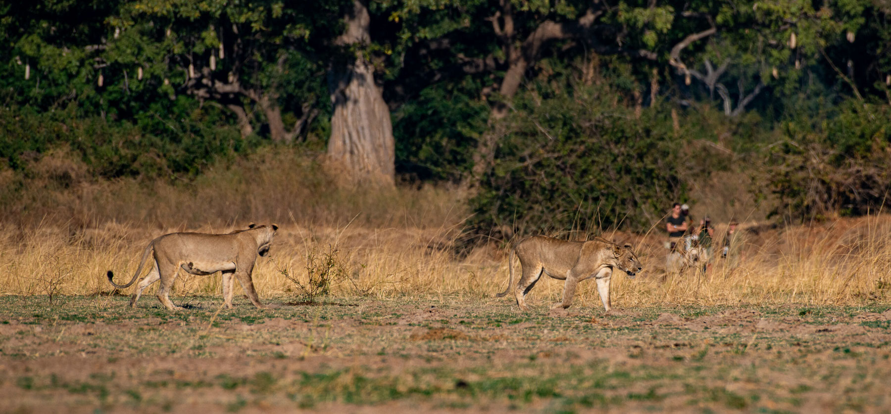 Zambia Walking Safaris